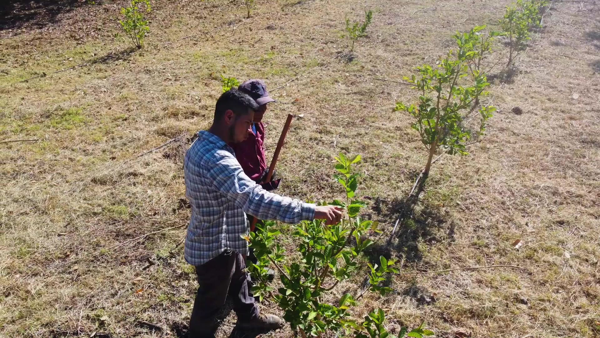 Assistencia técnica
